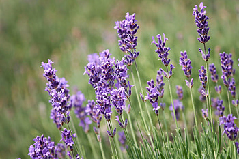 Lavender, plants, violet flowers HD wallpaper