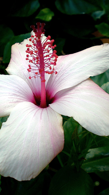 Hibiscus, White HD phone wallpaper