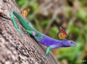 Hitching a colorful ride, black, grass, lizard, gold, orange, rock, blue purple, butterfly, green HD wallpaper
