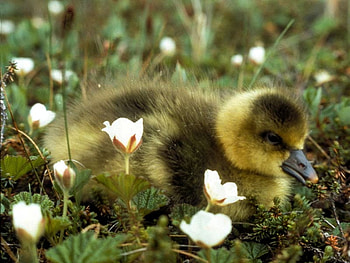 Little Duck, cute, duck, , little HD wallpaper