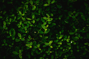 Leaves, Bush, Macro, Branches HD wallpaper