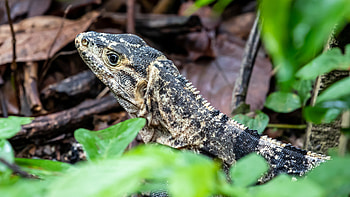 Lizard fascination, Reptilian marvels, Nature's beauty, Mesmerizing creatures HD wallpaper