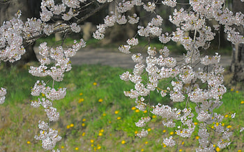 Nature, Flowers, Grass, Bloom, Flowering, Branch, Spring HD wallpaper