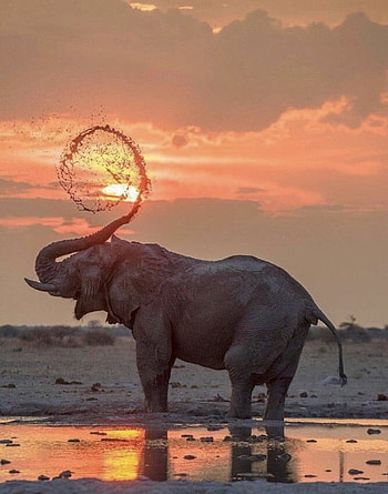 Water elephant, sunset HD phone wallpaper