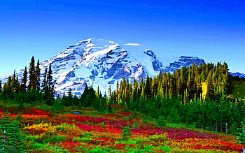 COLOR CARPET, field, sky, flowers, forest, mountain HD wallpaper