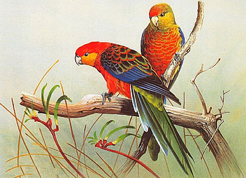 Parrots on the Branch, branch, birds, parrots, animals, red HD wallpaper