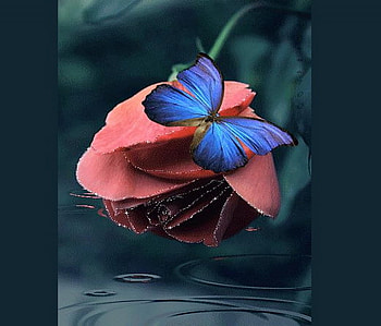 Alite on a rose, utterfly, blue, rose, pink HD wallpaper