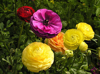 Flowers, Drops, Greens, Flower Bed, Flowerbed, Ranunkulus, Ranunculus HD wallpaper
