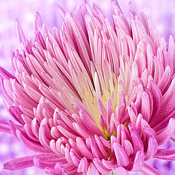 Petals, bloom, flower, close up HD phone wallpaper