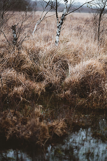 Landscape, Nature, Trees, Grass, Swamp HD phone wallpaper