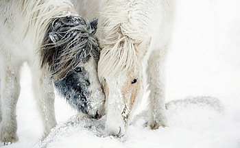 Frozen, horse, animals, cavalo, snow, caballo HD wallpaper