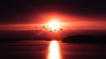 Birds Flying Over Body Of Water , birds, sunset, evening, dark HD wallpaper
