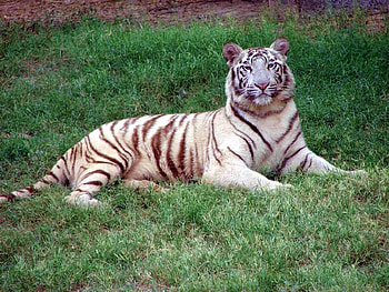 White Tiger, white, beautiful, tiger HD wallpaper