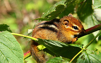 Chipmunk, , Animal beauty, Nature's marvel HD wallpaper