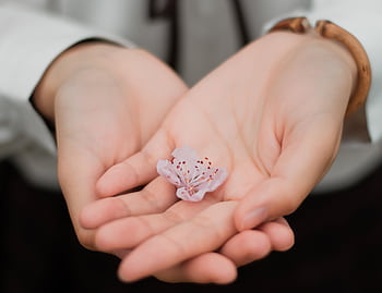 Close-up of hands gently holding a delicate pink flower symbolizing care and nature. HD wallpaper