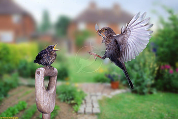Get off the perch, Bird, nature, flie, lovely HD wallpaper