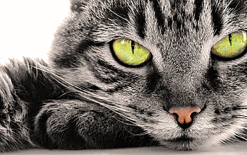 Animals, Cats HD wallpaper