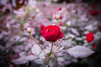 Flowers, Rose Flower, Rose, Bud, Blur, Smooth, Stem, Stalk HD wallpaper