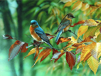Bluebirds, leaves, birds, animals, tree HD wallpaper