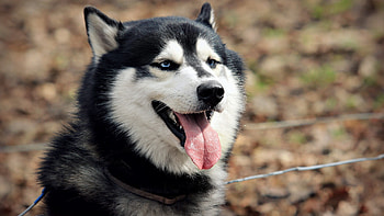 Siberian Husky, animal, Dog, Husky, Siberian HD wallpaper