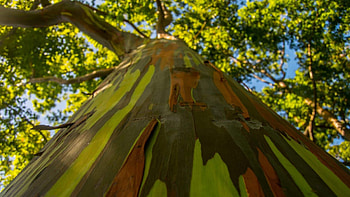 Rainbow eucalyptus tree, Unique treasure, Natures HD wallpaper