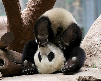 A different point of view, black and white, snow, young, cute, upside down, tree, panda HD wallpaper