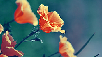 Plants, Flowers HD wallpaper