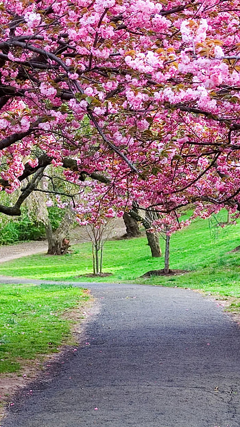 Spring Flowers, Sakura Garden HD phone wallpaper