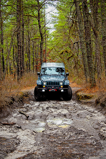 Cars, Forest, Car, Jeep, Front View, Jeep Wrangler HD phone wallpaper