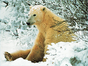Resting polar bear, animal, winter, polar bear, snow HD wallpaper
