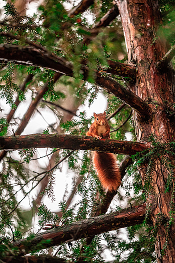 Animals, Squirrel, Wood, Tree, Branches, Animal HD phone wallpaper