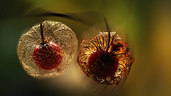 Physalis, backgrounds, Stunning , Captivating HD wallpaper