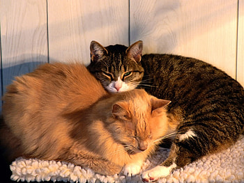 Animals, Cats, Couple, Pair, Sleep, Dream, Care, Tenderness HD wallpaper