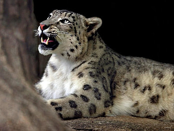 Animals, Snow Leopard HD wallpaper