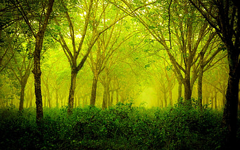 Green Forest, Alternative reality HD wallpaper