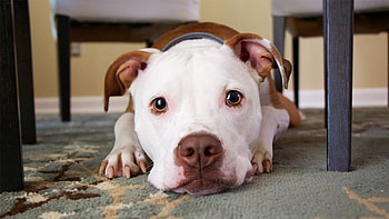 Close-Up of Adorable Dog Lying on Carpet - Animal, Animal, dog HD wallpaper