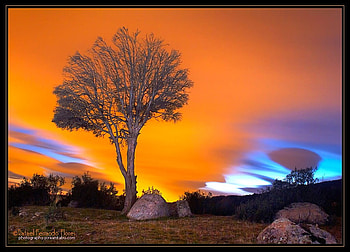Beauty Of Nature, cool, tree, sunset HD wallpaper