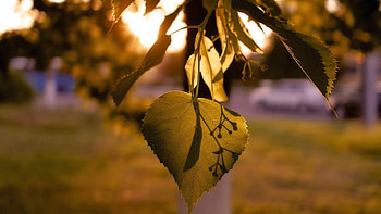 Leaves Macro Lights, leaves, nature HD wallpaper