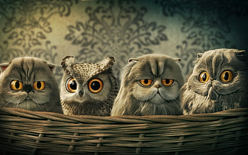 :D, basket, fantasy, bird, eyes, face, cat, funny, owl HD wallpaper