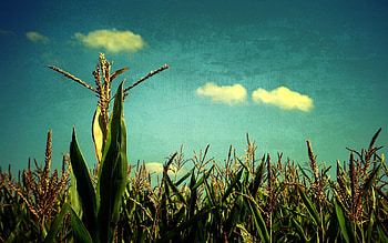 Nature, Sky, Art, Field, Harvest, Corn, Maize HD wallpaper