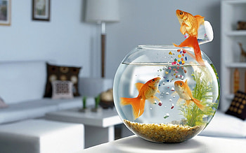 Funny, Animals, Aquariums, Fishes HD wallpaper