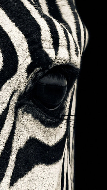 Black and white zebra , Striking animal visuals, Captivating black and white ry, High-definition backgrounds HD phone wallpaper