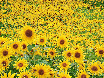 Plants, Flowers, Fields, Sunflowers HD wallpaper