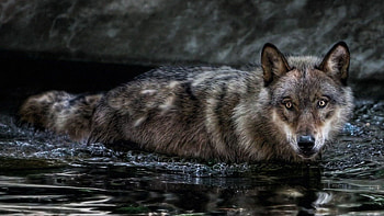 Animals, Water, Predator, Wolf, Sight, Opinion, To Swim, Swim, Hunting, Hunt HD wallpaper