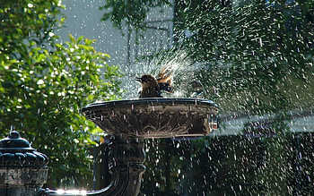 TAKING A BATH, gardens, rain, refreshing, trees, sprinkler, birdbath, droplets HD wallpaper