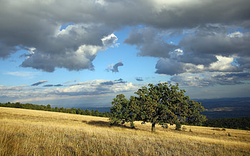 Autumn Sky, autumn, trees, clouds, field HD wallpaper