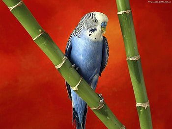 Animals, Birds, Parrots HD wallpaper