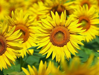 Splendid field, sunshine, splendid, sunflower, brilliant, love, fields, nature, happy, happiness, forever HD wallpaper