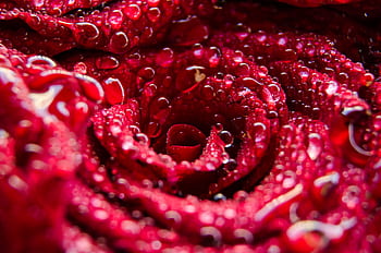 Detailed macro shot of a red rose with dew droplets, showcasing beauty and freshness. HD wallpaper