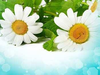 White daisies, bokeh, leaves, petals, flowers, daisies HD wallpaper